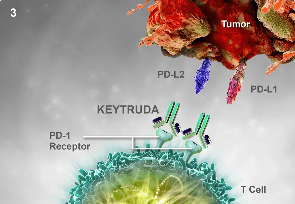 Pembrolizumab - Keytruda