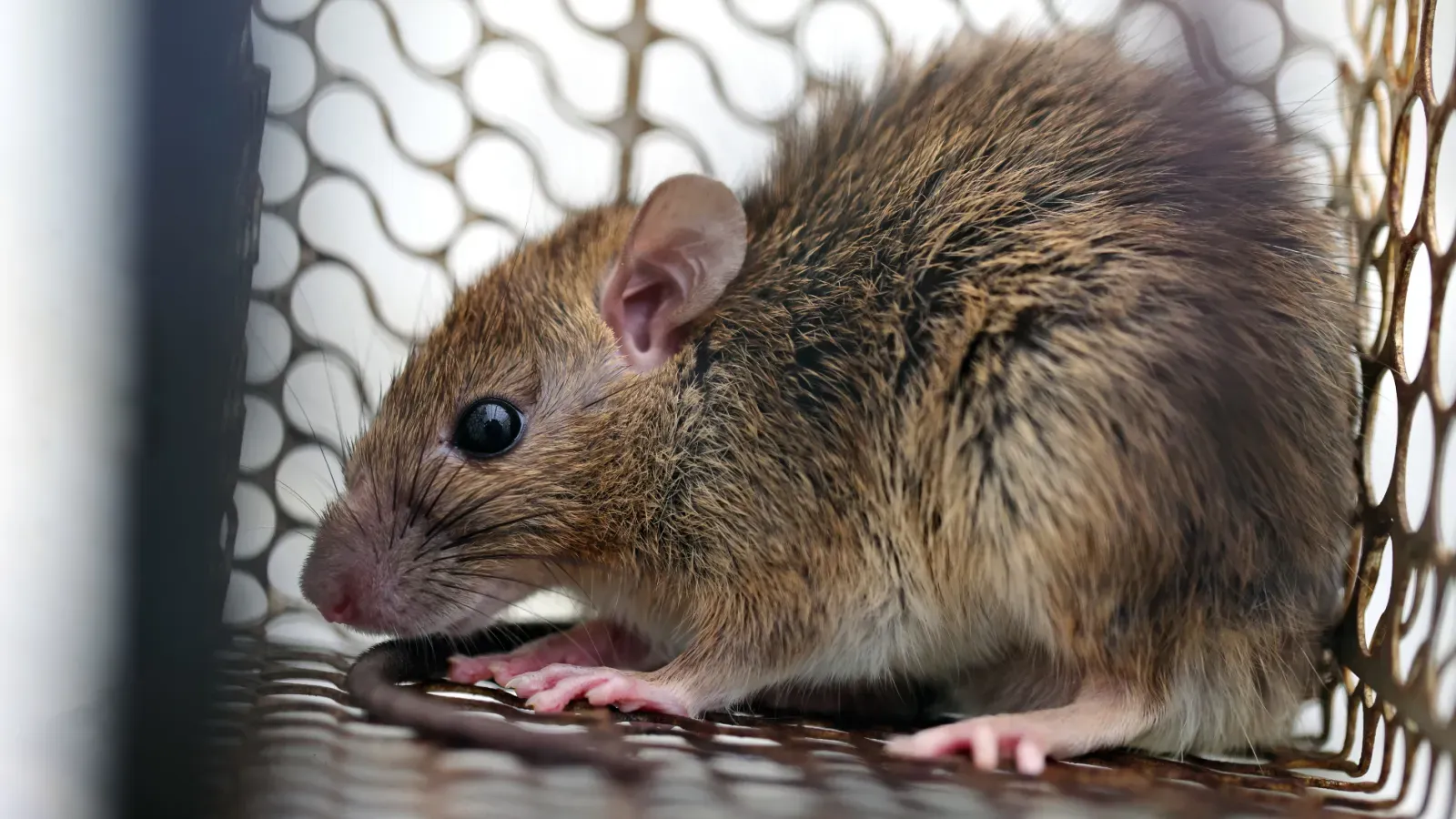 El hantavirus puede causar una enfermedad respiratoria grave, especialmente en pacientes con defensas bajas o tratamientos oncológicos.